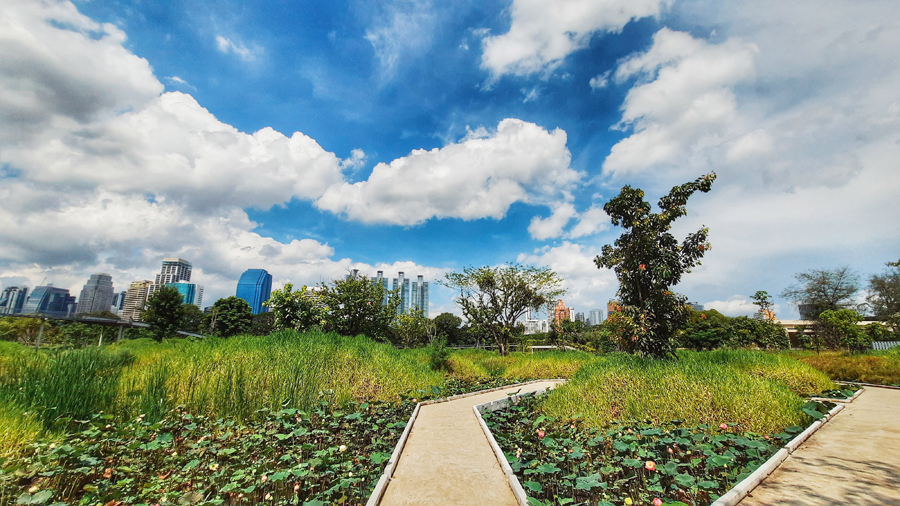 태국 방콕 벤자키티 삼림 공원 Benjakitti Forest Park in Bangkok, Thailand